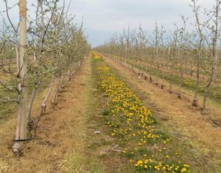 Золотогуз не шкодитиме яблуневим садам у сезон-2019